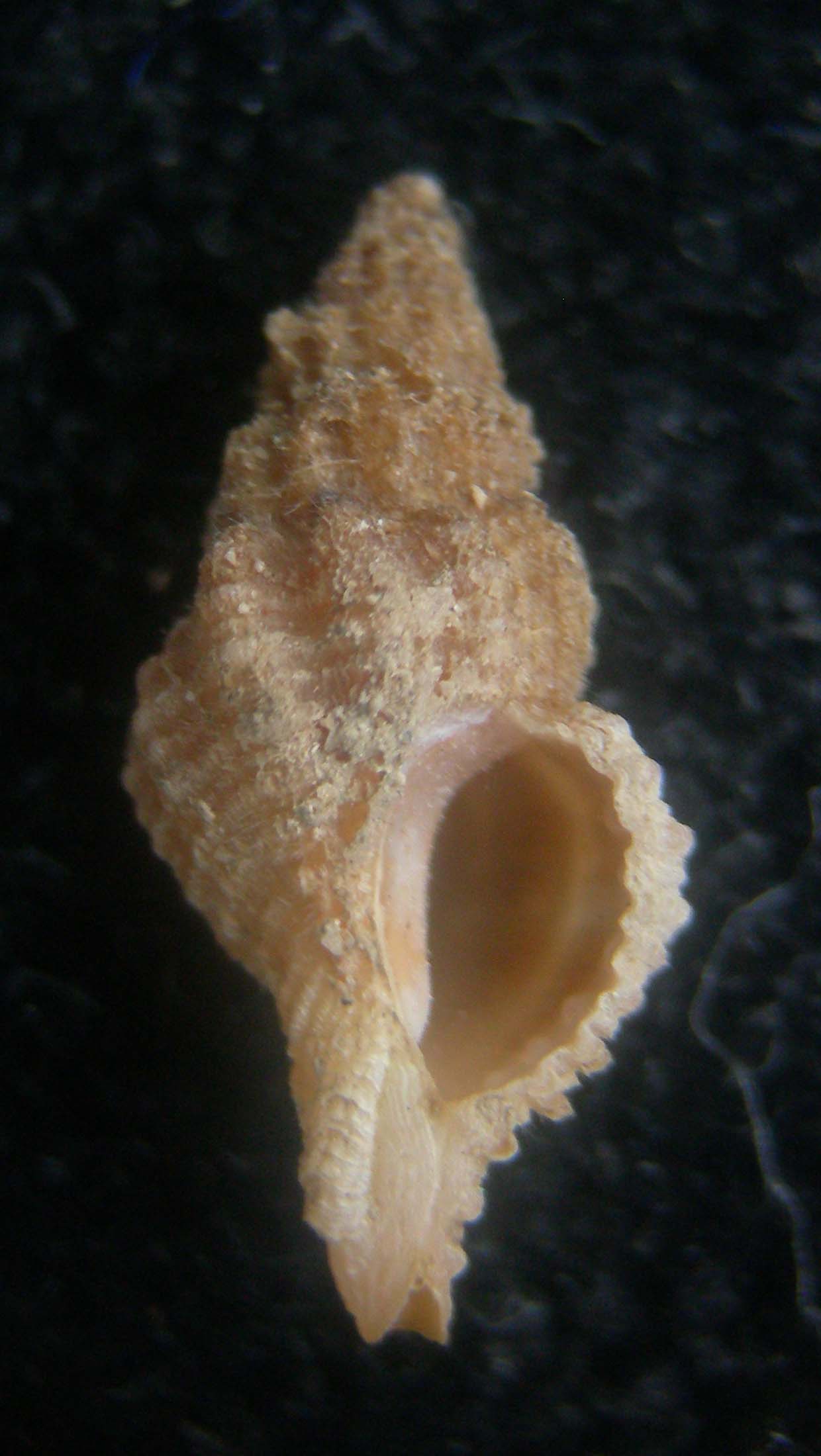 Ocinebrina helleri